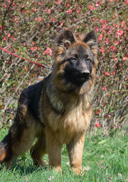 G'i izzie l'orée de bretagne