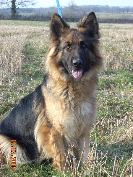 A'youkie de la Passion d'une Vie