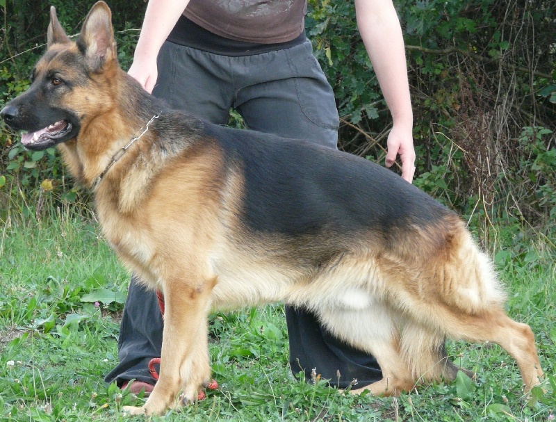 Chabal de la Passion d'une Vie