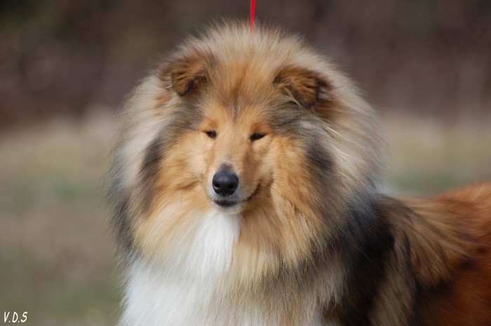 Dirty dancing de la Passion d'une Vie