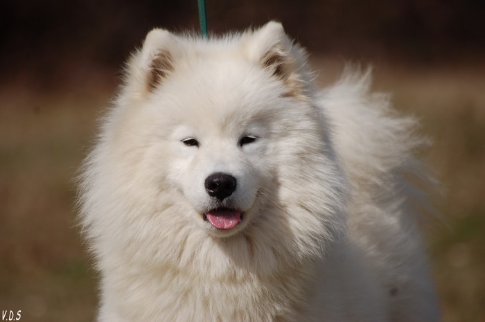 E' snow-white des plaines de Siberie