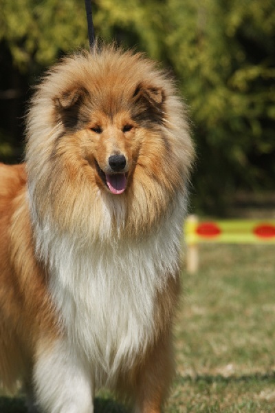 Favorite girl de la Passion d'une Vie