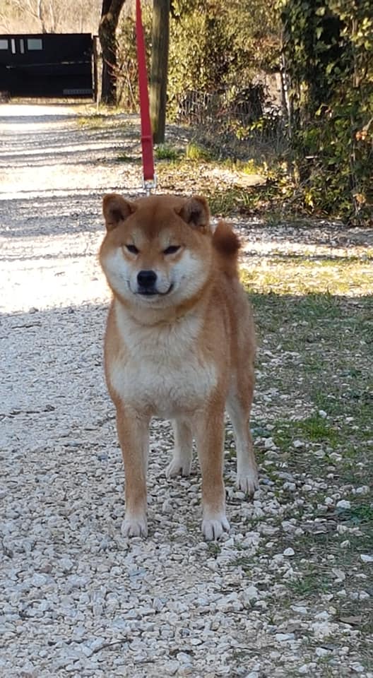 Tokki go kitsune so zvezdnogo puti