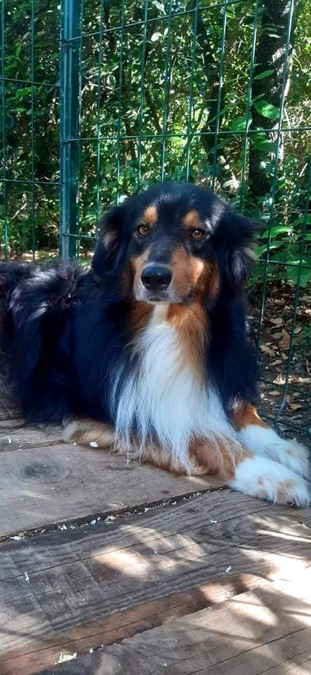 Leo de la Passion d'une Vie