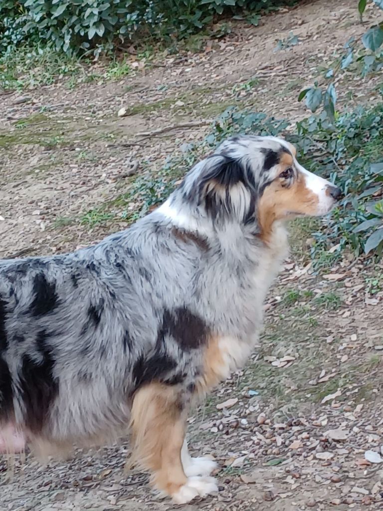 Native in blue de la Passion d'une Vie