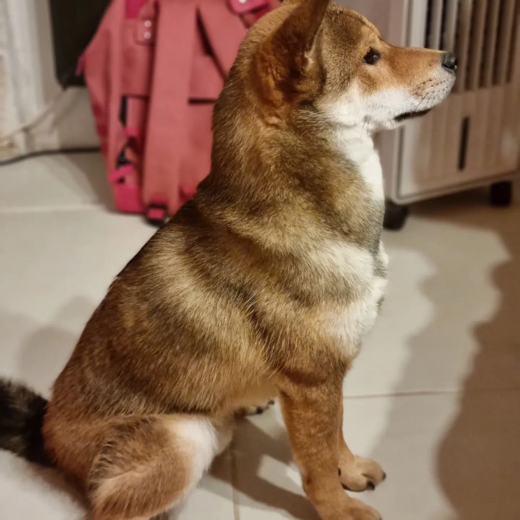 makagoro Bansei nobuki dit otis