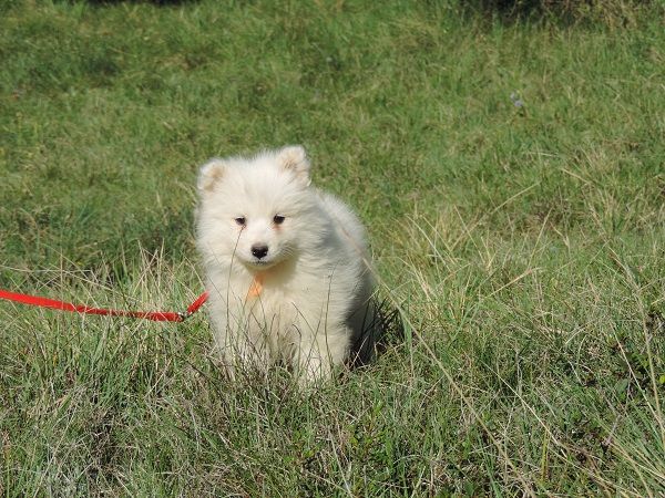 de la Passion d'une Vie - CHIOTS A RESERVER 