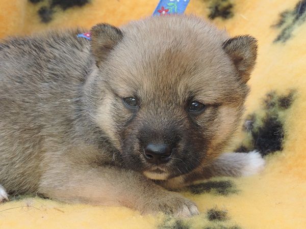 De jolis bébés à réserver roux et noir et feu 