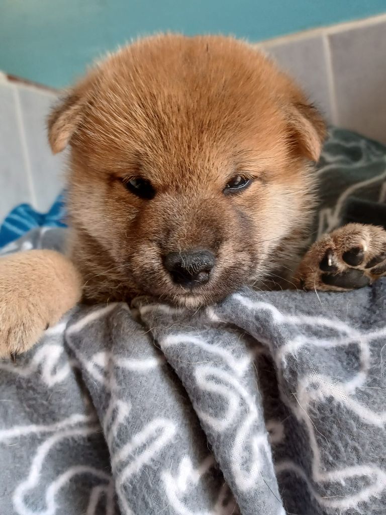 de la Passion d'une Vie - Chiots disponibles - Shiba