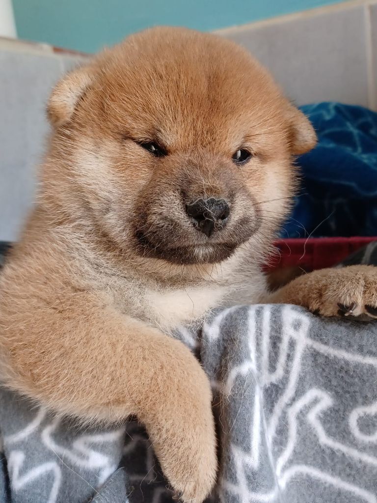 de la Passion d'une Vie - Chiots disponibles - Shiba